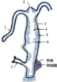 水螅神经网图片